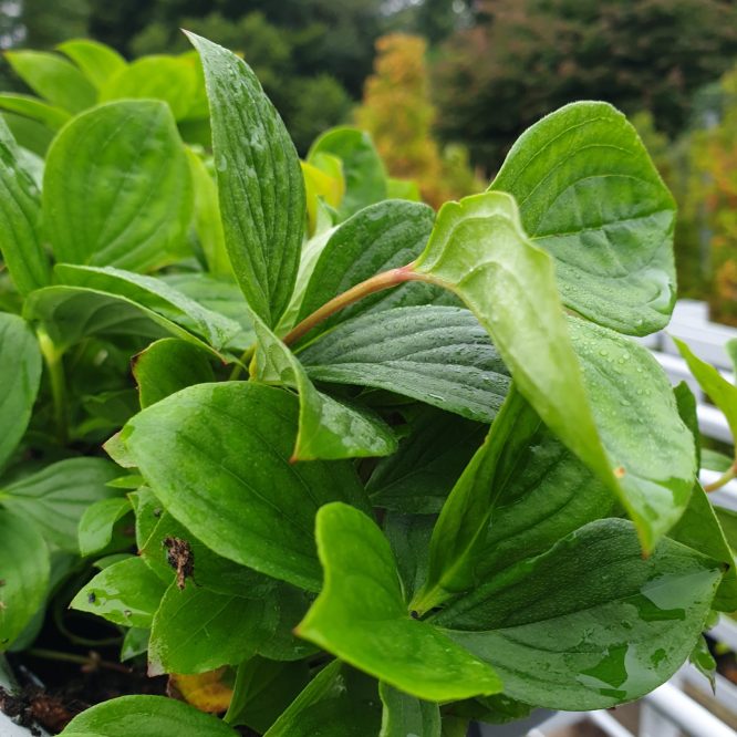 Canadisk Hønsebær (Cornus Canadensis)