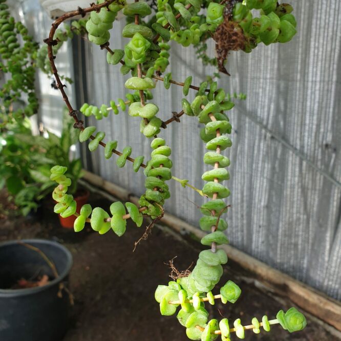 Crassula Marnieriana Hottentot