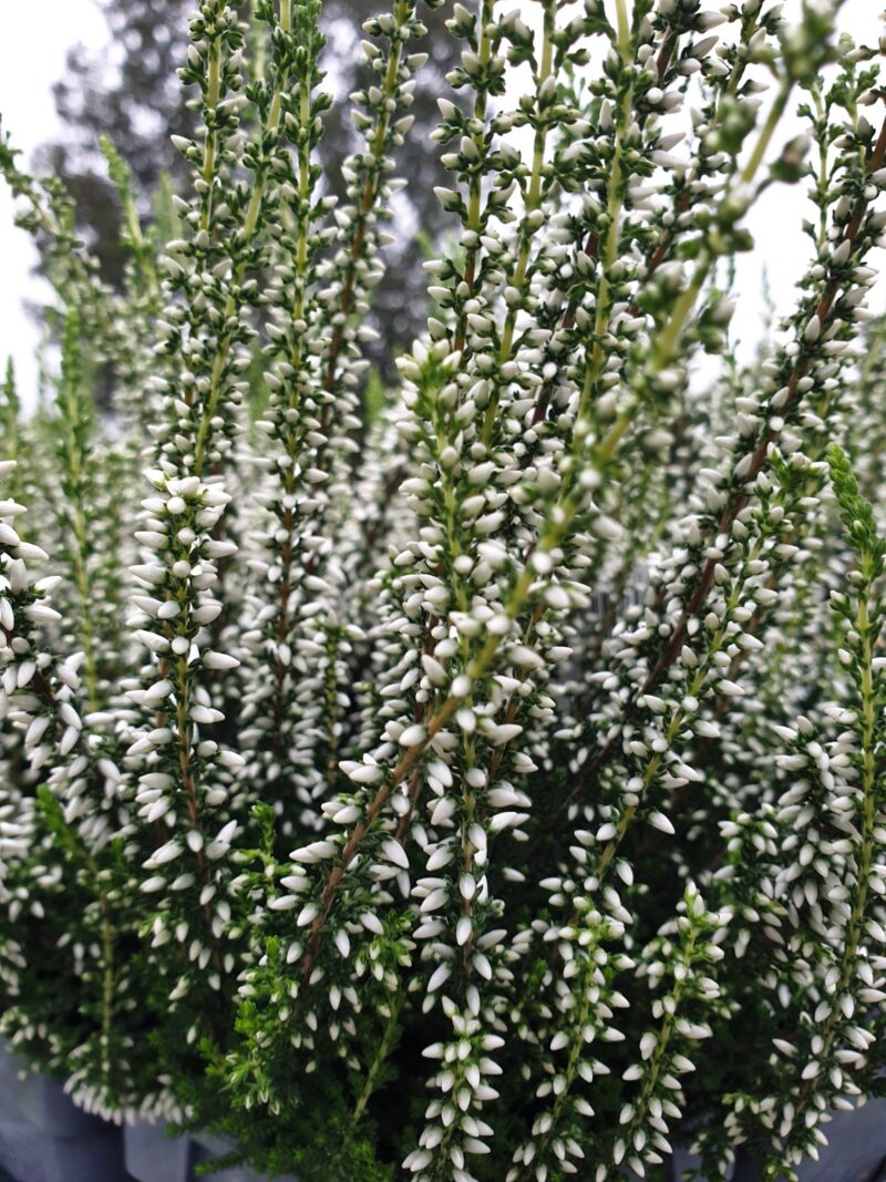efteraarslyng-helena-calluna-vulgaris-helena