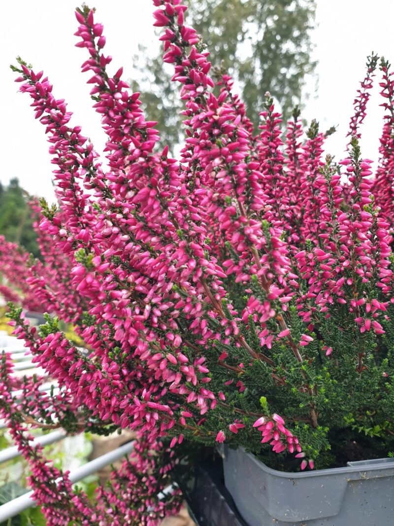 efteraarslyng-loki-calluna-vulgaris-loki