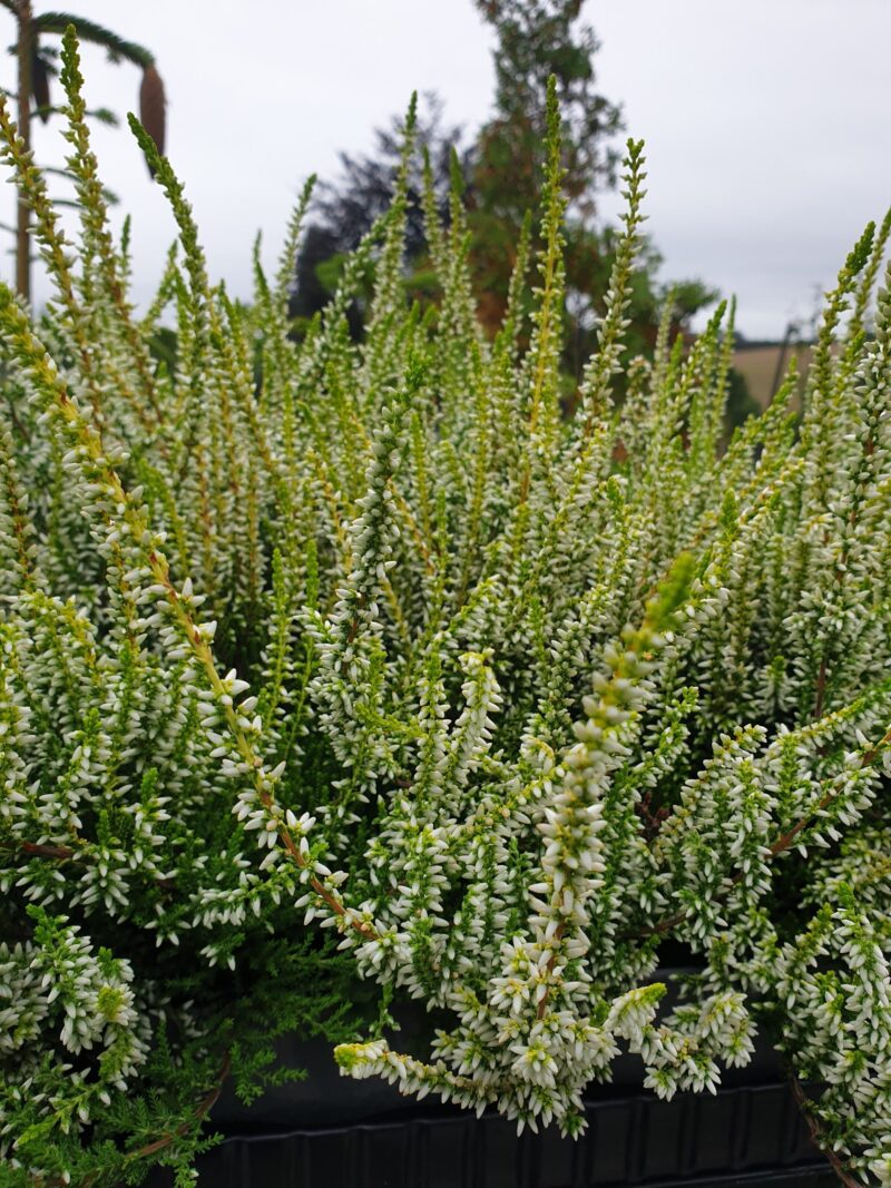 efteraarslyng-sandy-calluna-vulgaris-sandy