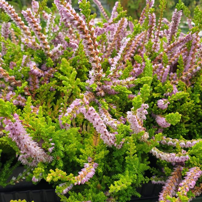 Efterårslyng Wickwar Flame (Calluna Vulgaris Wickwar Flame)