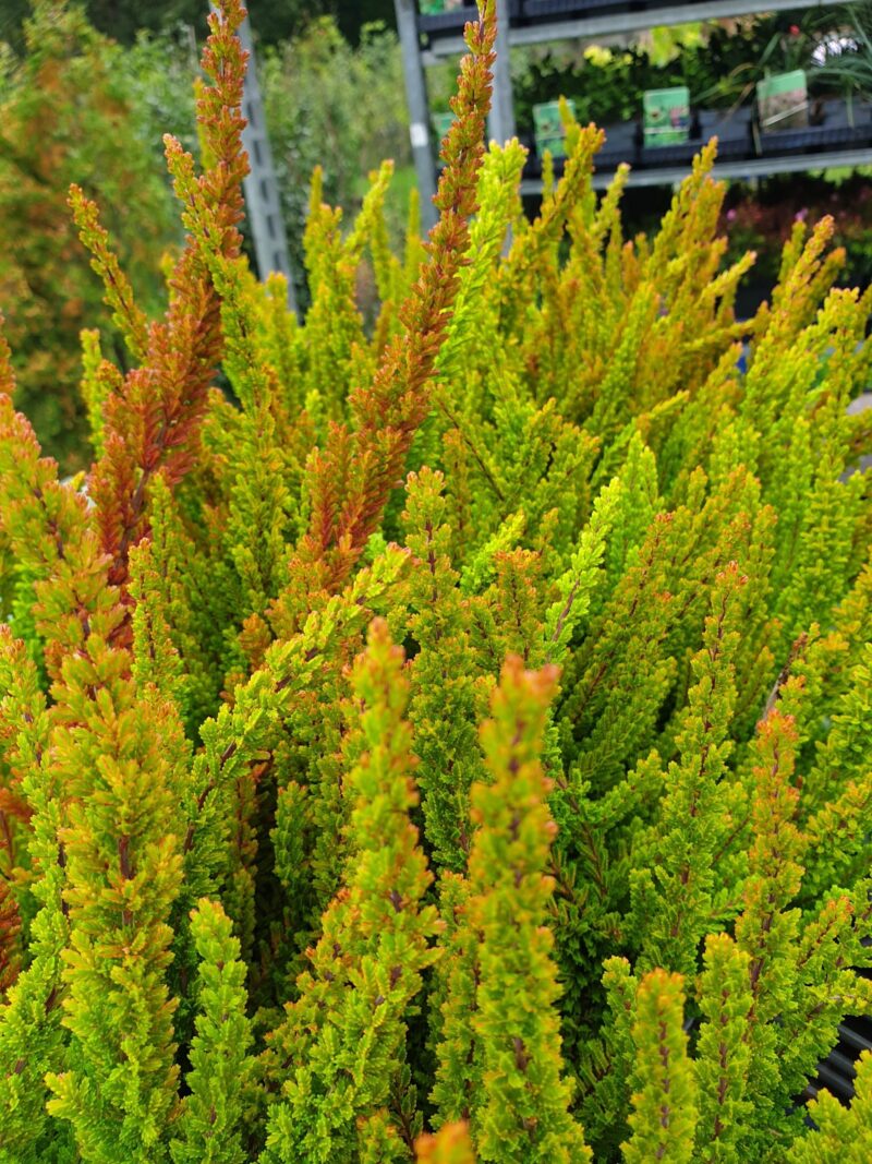 efteraarslyng-zoe-calluna-vulgaris-zoe