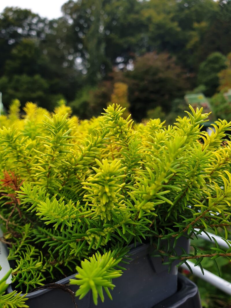 foraarslyng-golden-starlet-erica-carnea-golden-starlet