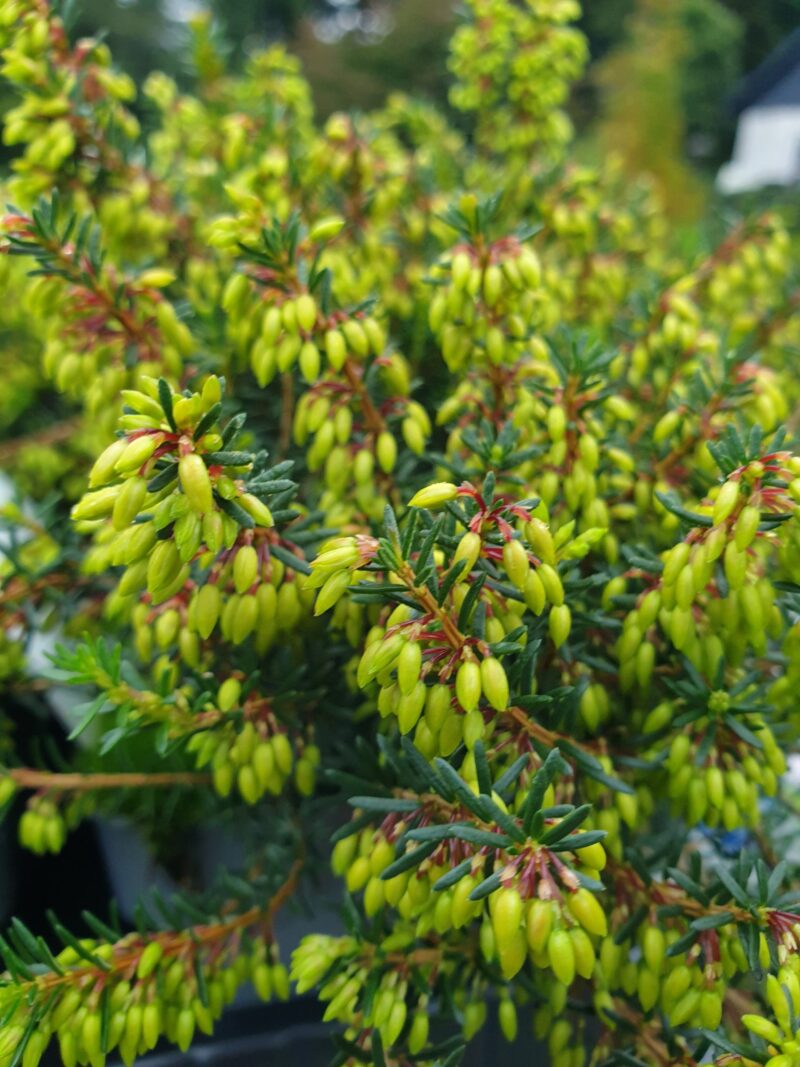 foraarslyng-winterfreude-erica-carnea-winterfreude