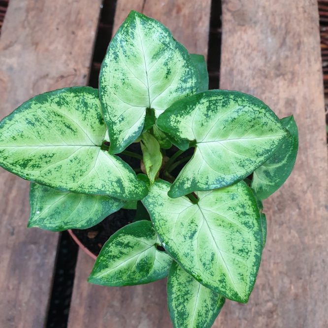 Gåsefodsyngonium (Syngonium Podophyllum)