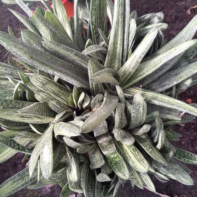 Gasteria (Var. I)