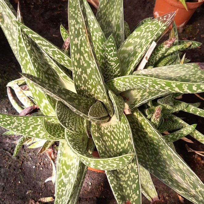 Gasteria (Var. II)