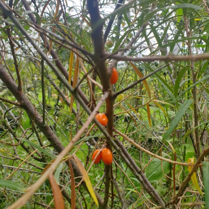 Havtornbusk Orange Energy Hunplante (Hippophae Rhamnoides Orange Energy)