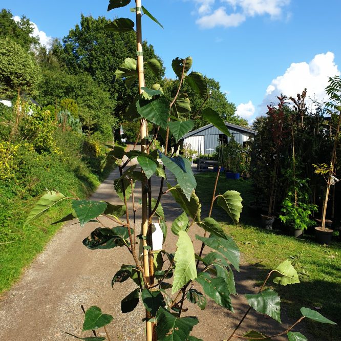 Himalayabirk (Betula Utilis)