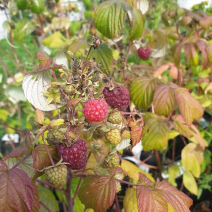 hindbaerbusk-autumn-bliss-rubus-idaeus-autumn-bliss