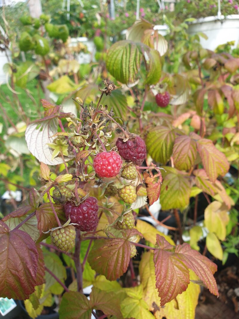 hindbaerbusk-autumn-bliss-rubus-idaeus-autumn-bliss