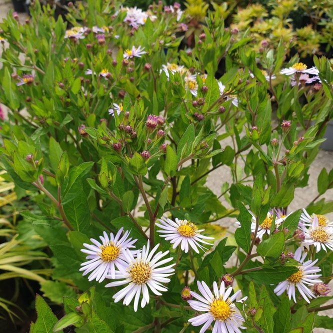 Japansk Asters (Aster Ageratoides Asran)