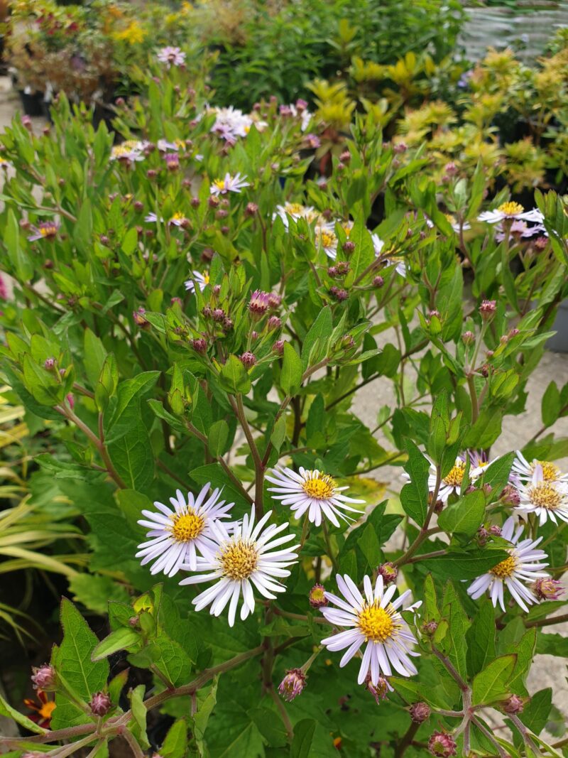 japansk-asters-aster-ageratoides-asran