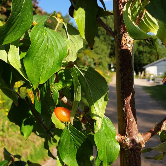 Kirsebærkornell (Cornus Officinalis Robin’s Pride)