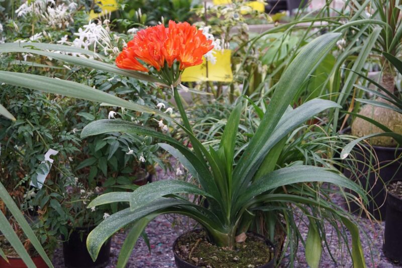 klevia-almindelig-clivia-miniata