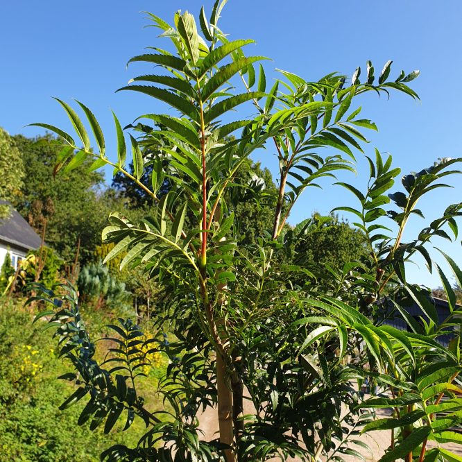 Koreansk Røn (Sorbus Dodong)