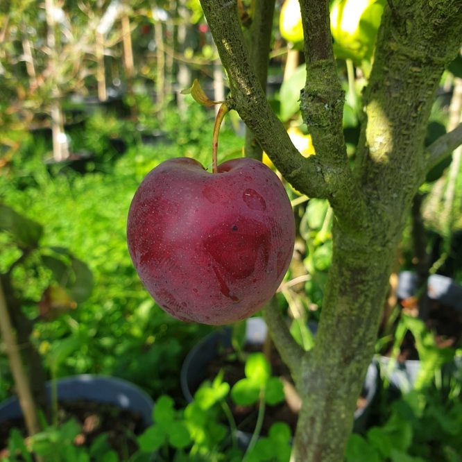 Mirabeltræ Ruby Søjle (Prunus Cerasifera Ruby)