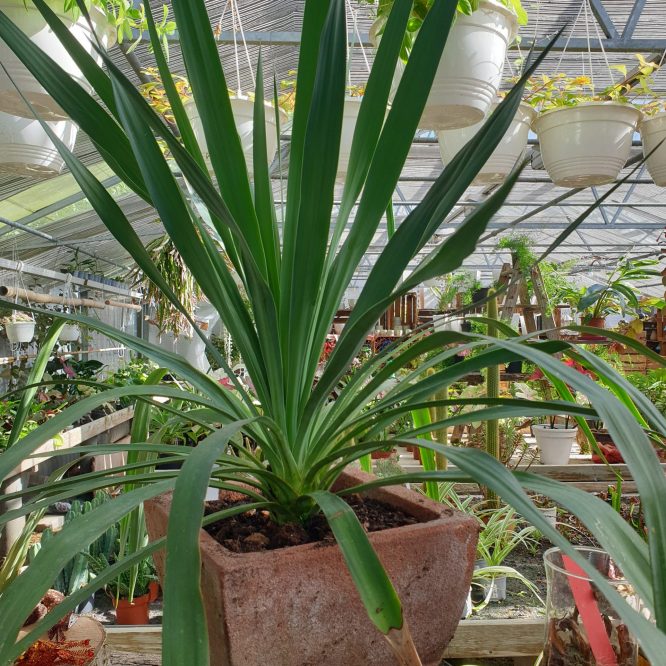 Palme inkl. Krukke