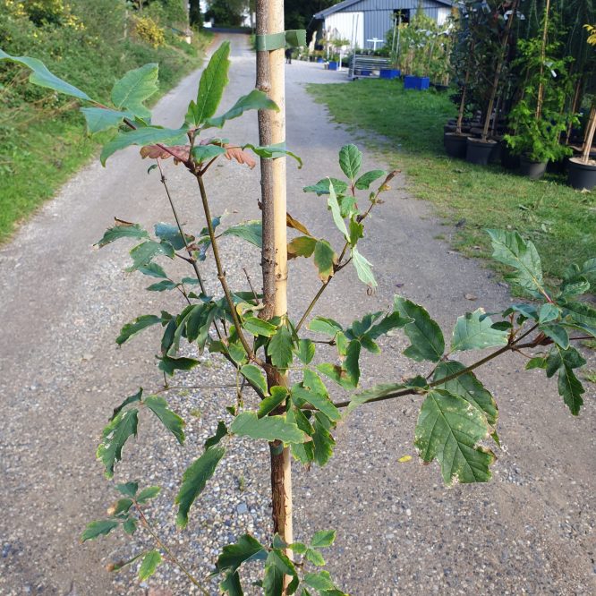 Papirbarkløn (Acer Griseum)