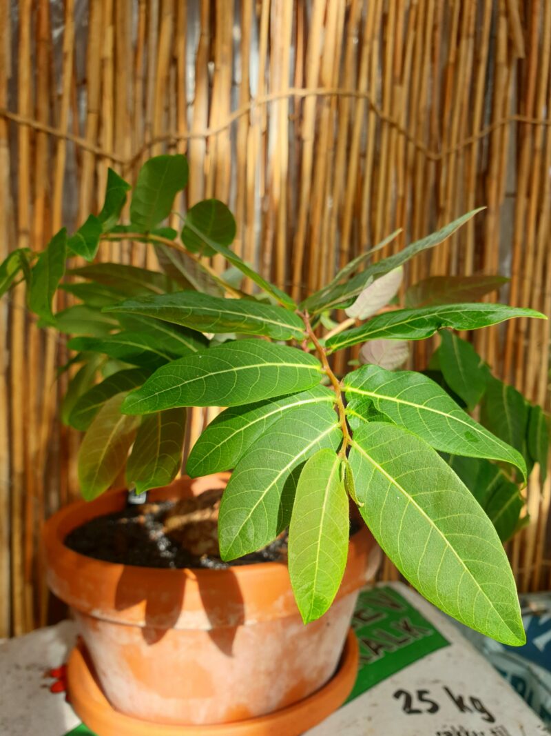 phyllanthus-mirabilis