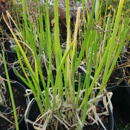 pibeloeg-allium-fistulosum