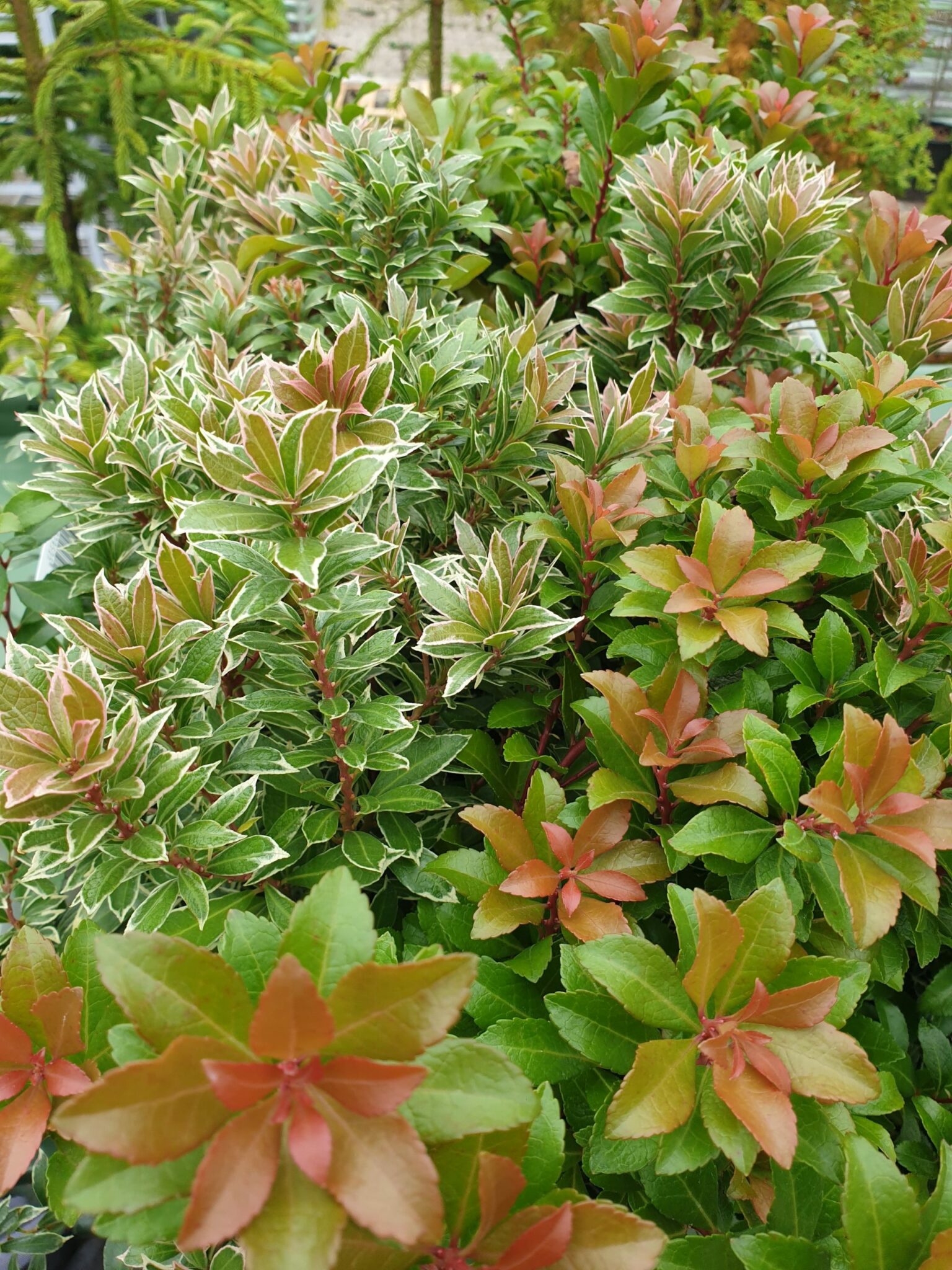 Pieris Little Heath (Pieris Japonica Little Heath) - Fuchsiahaven