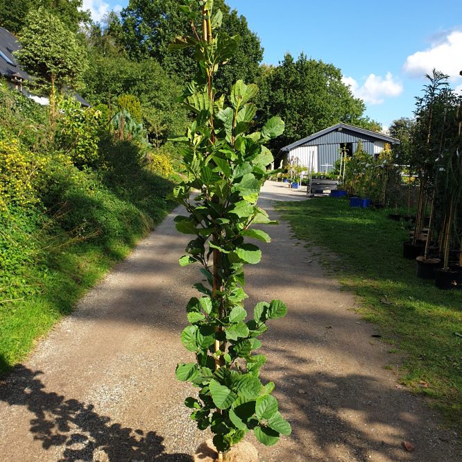 Pyramide Rødel (Alnus Glutinosa Pyramidalis)