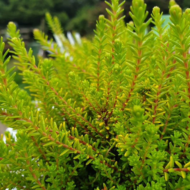 Revling Bernstein (Empetrum Nigrum Bernstein)