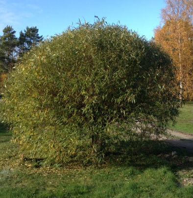 Skørpil (Salix Fragilis Bullata)
