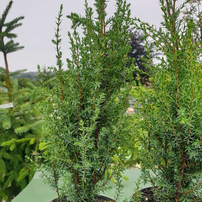 Søjleene (Juniperus Communis Arnold)