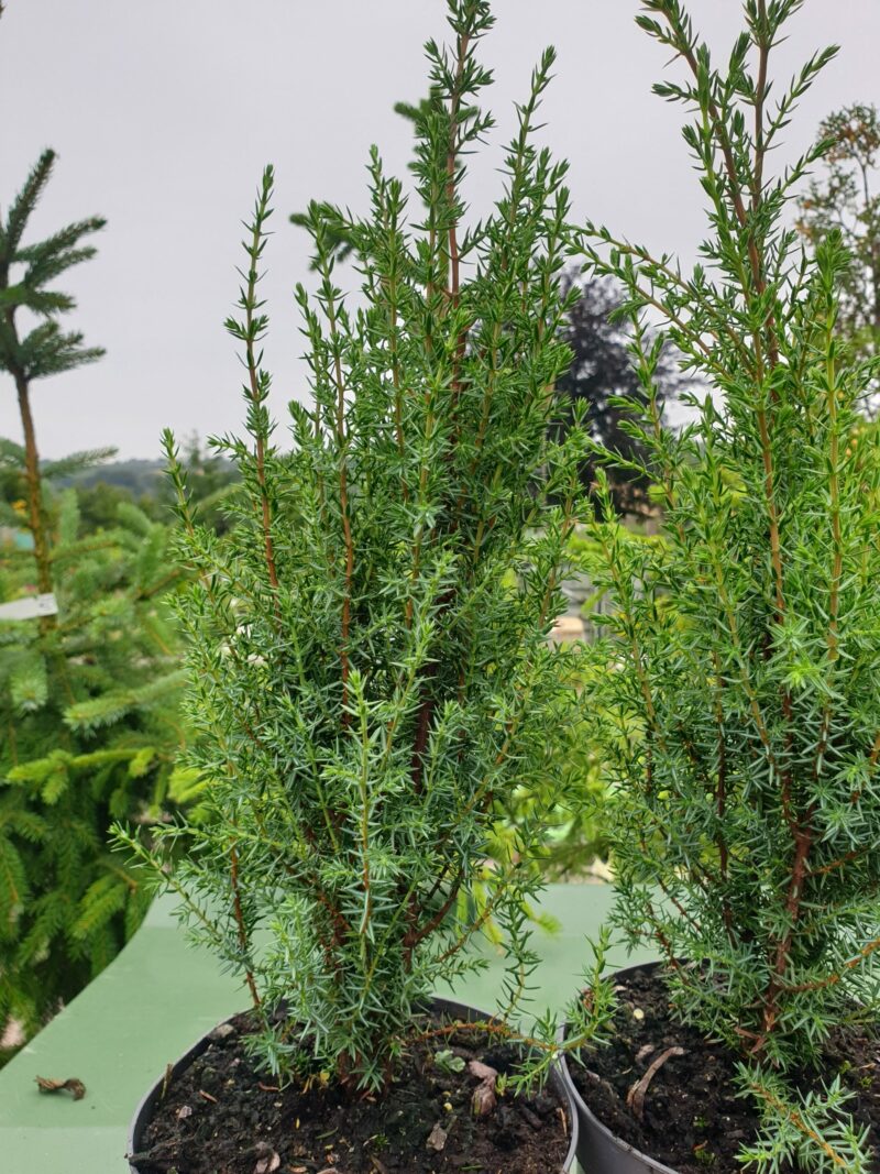 soejleene-juniperus-communis-arnold