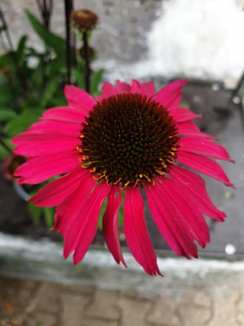 solhat-echinacea-sensation-pink