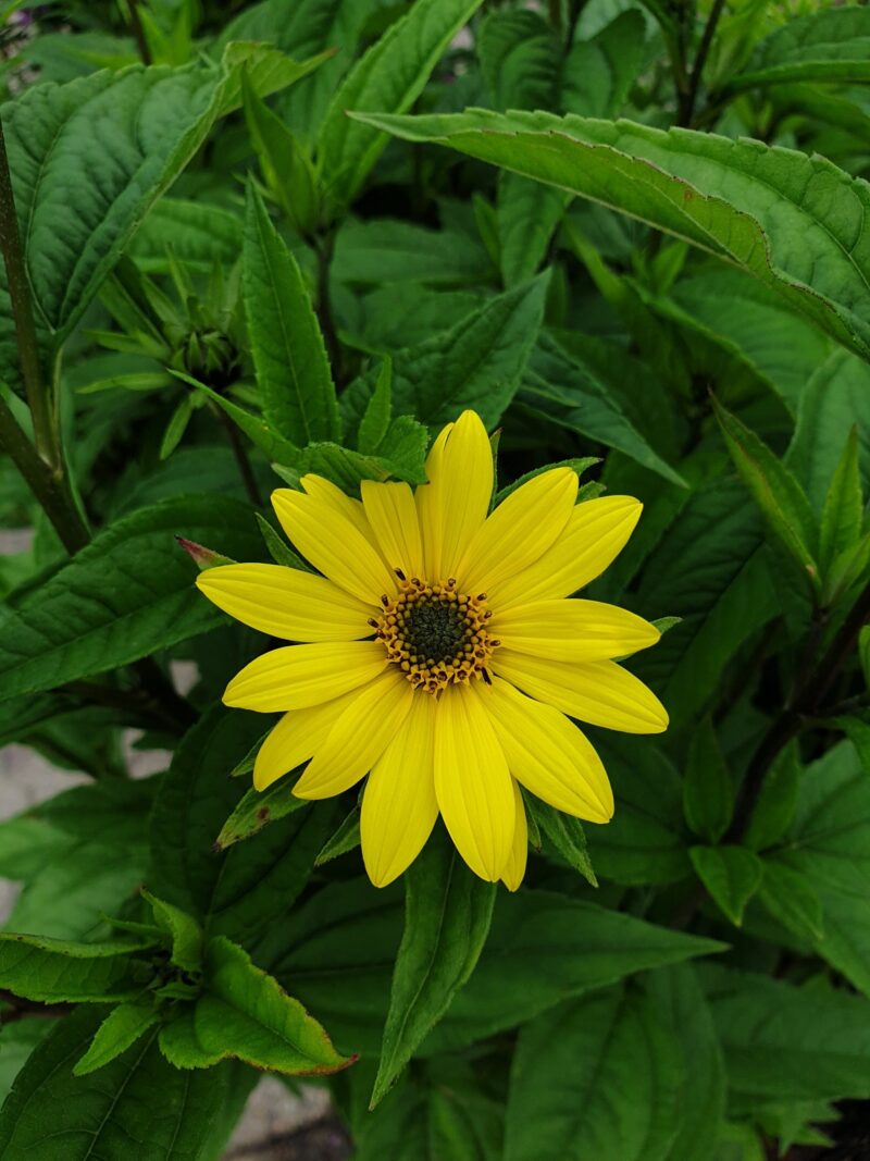 staudesolsikke-helianthus-hybrid-lemon-queen