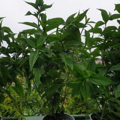 staudesolsikke-helianthus-hybrid-lemon-queen