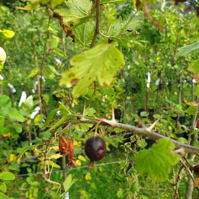Stikkelsbærbusk på stamme Rød Hinnonmäki (Ribes Uva-Crispa Rød Hinnonmäki)