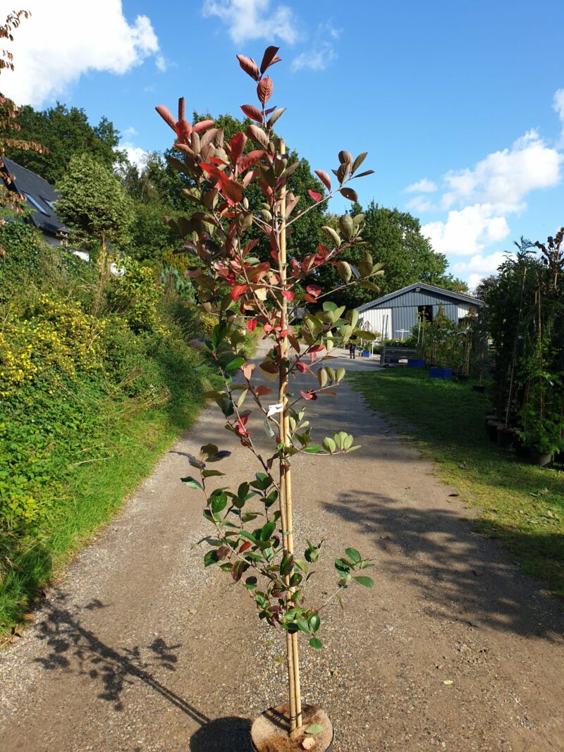 surbaer-aronia-x-prunifolia-viking-bundpodet