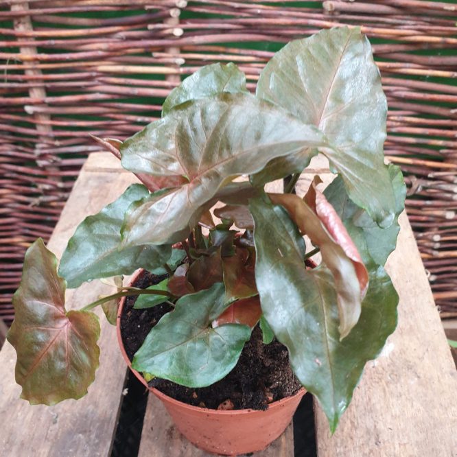 Syngonium Podophyllum Bronze