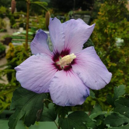 syrisk-rose-hibiscus-syr-blue-bird