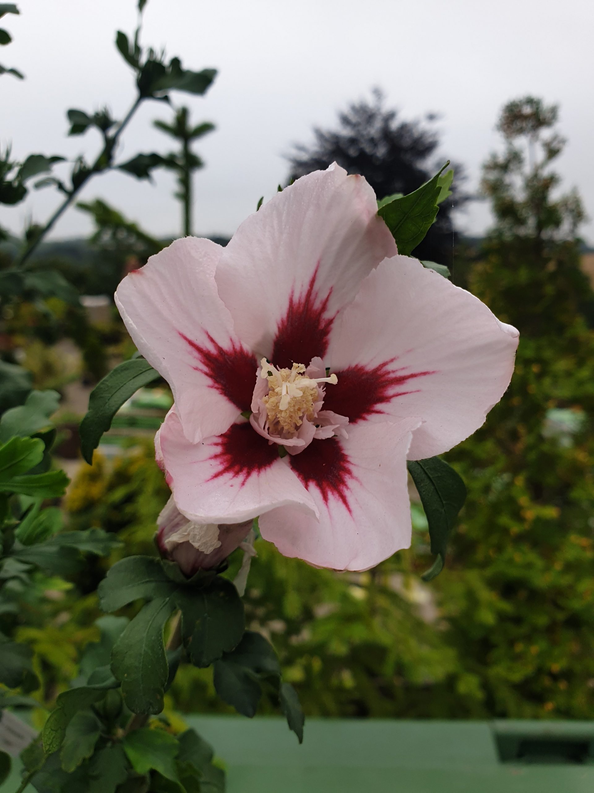 Syrisk Rose (Hibiscus Syr. Hamabo)