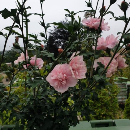 syrisk-rose-hibiscus-syr-pink-chiffon