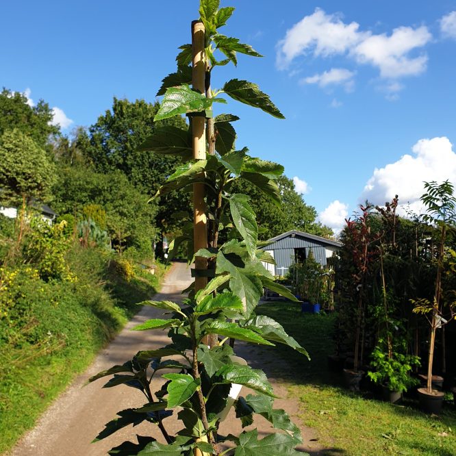 Tarmvridrøn (Sorbus Torminalis)