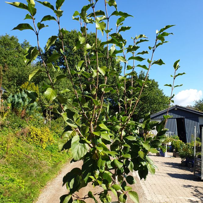 Træsyren (Syringa Pekinensis Beijing Gold)