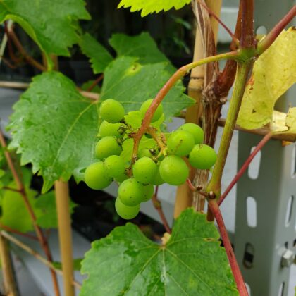 vindrueplante-muscat-weiss-oekologisk-vitis-vinifera-muscat-weiss
