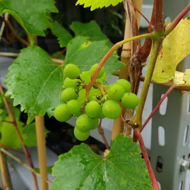 Vindrueplante Muscat Weiss Økologisk (Vitis Vinifera Muscat Weiss)