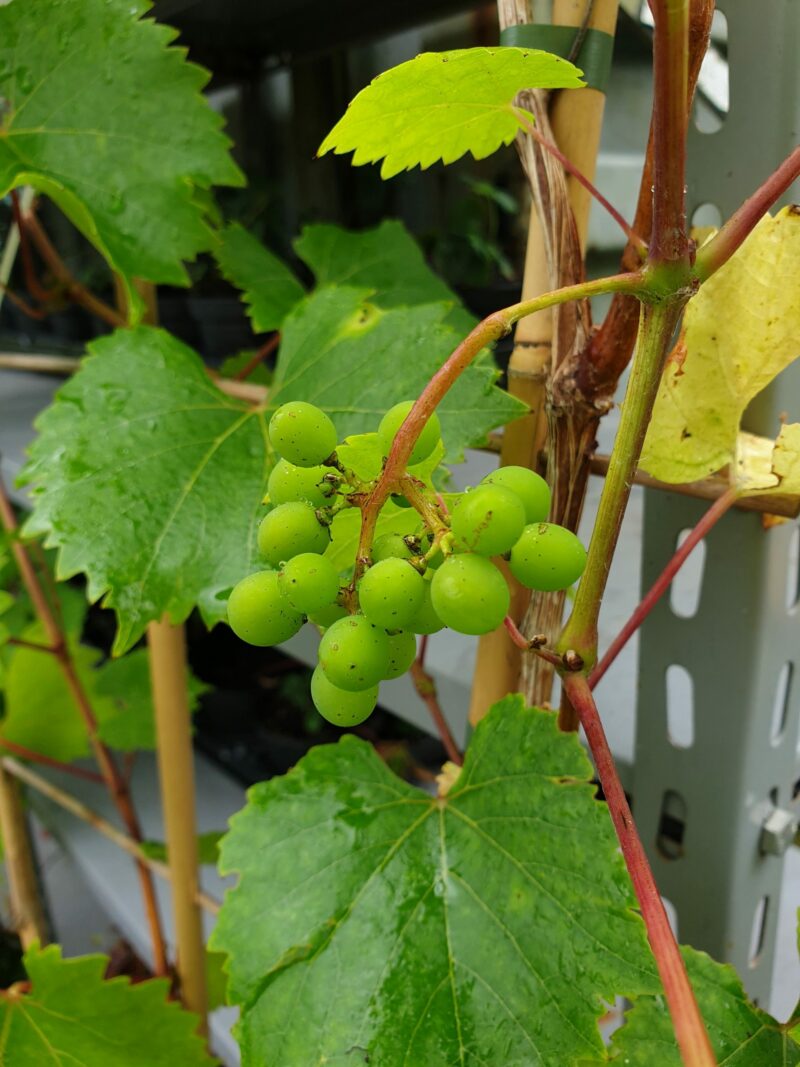 vindrueplante-muscat-weiss-oekologisk-vitis-vinifera-muscat-weiss