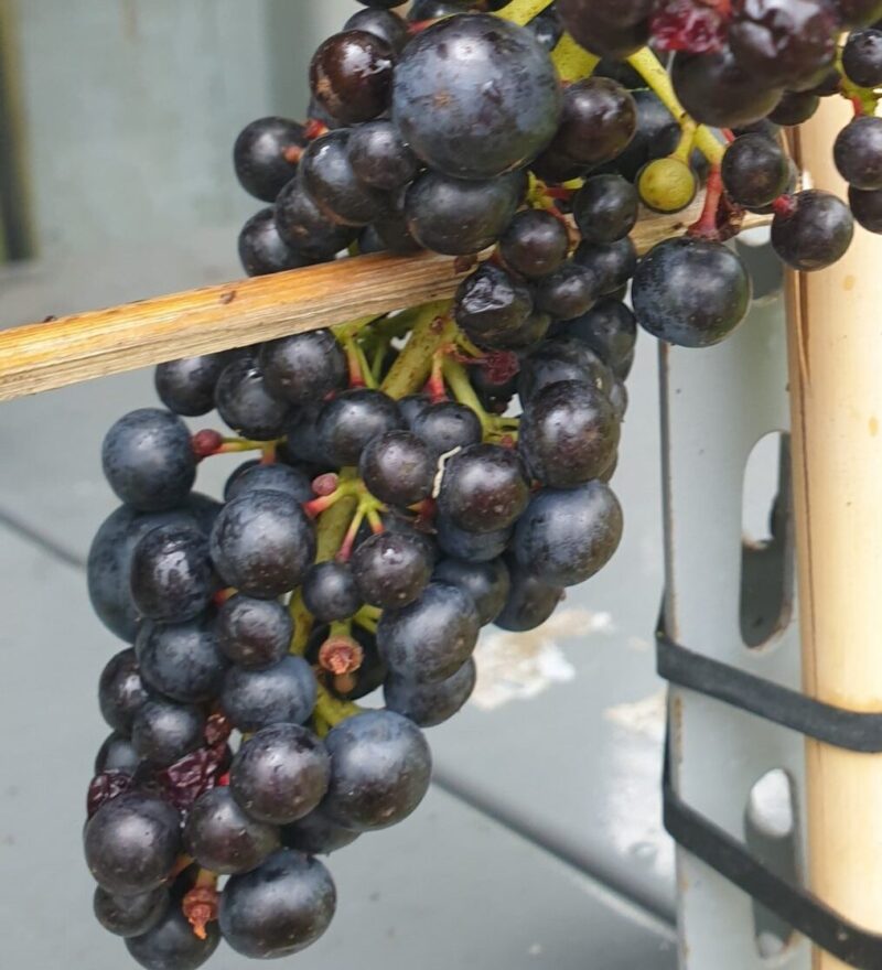 vindrueplante-nero-oekologisk-vitis-vinifera-nero