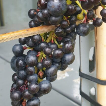 vindrueplante-nero-oekologisk-vitis-vinifera-nero