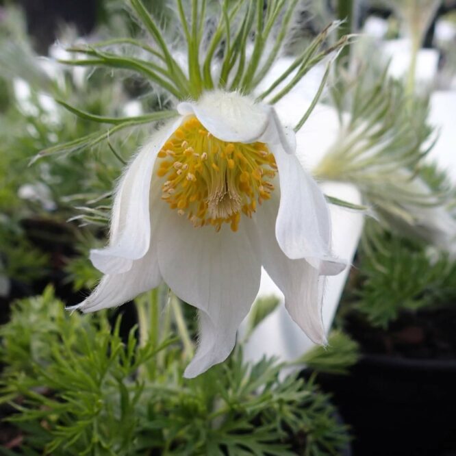 Opret Kobjælde (Pulsatilla Vulgaris Alba)