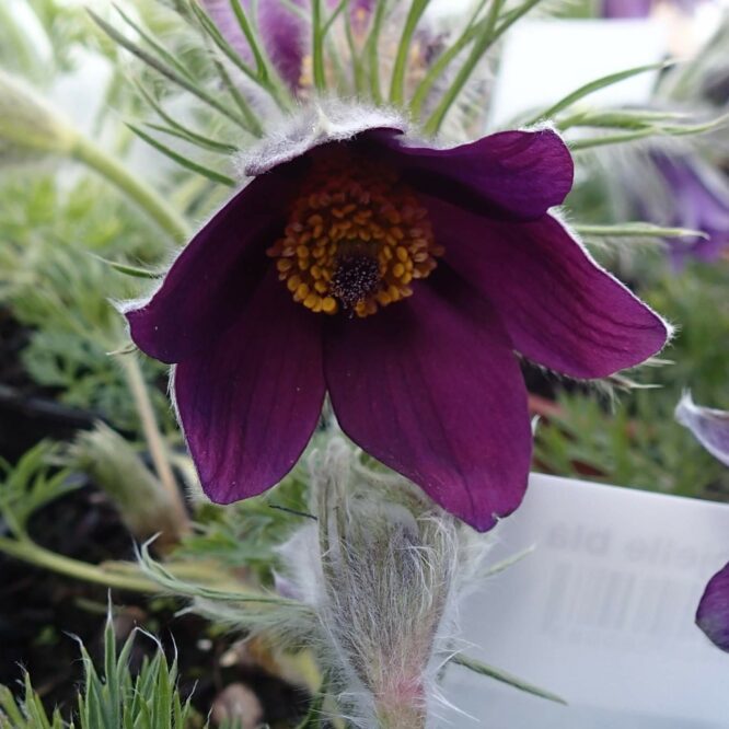 Opret Kobjælde (Pulsatilla Vulgaris Blaue Glocke)